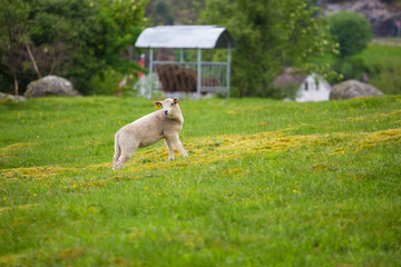 Sheep grazing on a flowering green field in Scandinavia