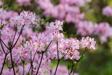 pink rhododendron in spring garden