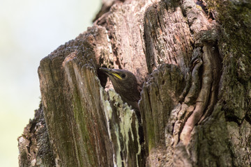 starling in a hollow tree