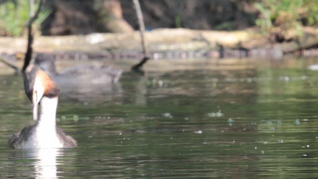 Great-crested grebe bird in a pond