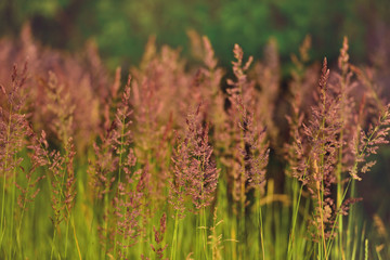 Полевые цветы