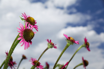 Sonnenhutblüten von der Seite.