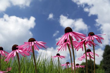 Blauer Himmel mit purpur Blüten.
