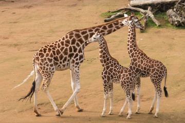 female giraffe with calves