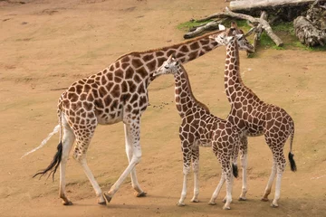 Crédence de cuisine en verre imprimé Girafe female giraffe with calves