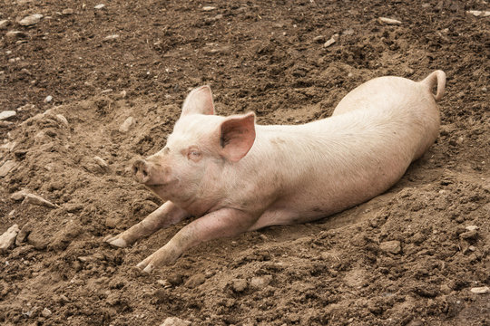 domestic pig resting in mud