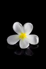 Fototapeta na wymiar frangipani flower isolated on black background