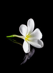frangipani flower isolated on black background