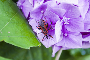 Red Insect, Pink Flower