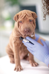  vet with a stethoscope examines the Shar Pei dog