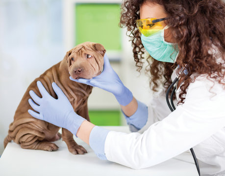 female wet  with stethoscope examines puppy Shar Pei dog