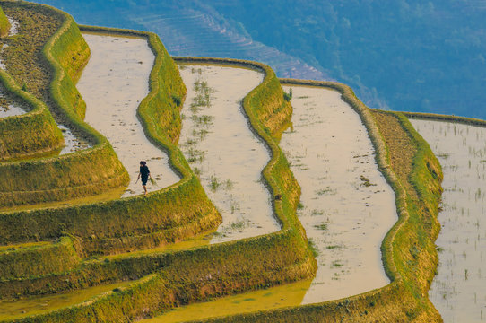 Fototapeta Rice terraces of Yuanyang, Yunnan, China