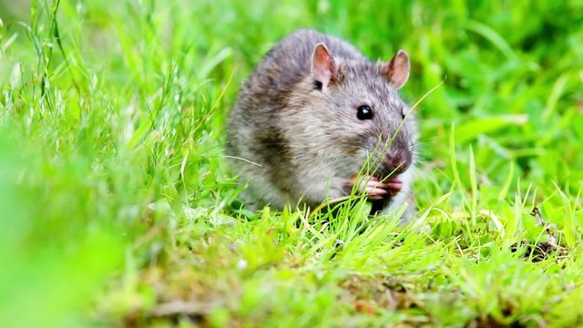 rat in nature
