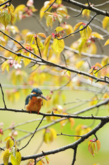 桜の木のカワセミ