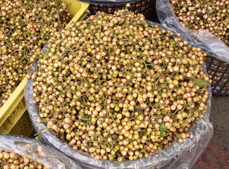 Sebastan Plum Cordia,often marinated to use