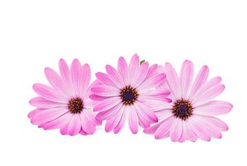 Fototapeta premium White and Pink Osteospermum Daisy or Cape Daisy Flower