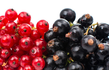 currant isolated