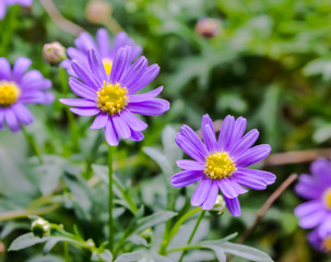 Fototapeta premium purple Aster flower