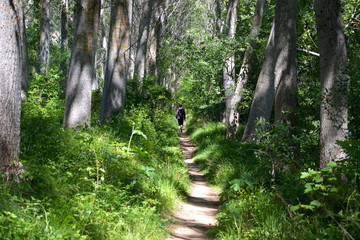 mujer caminando por el bosque en verano