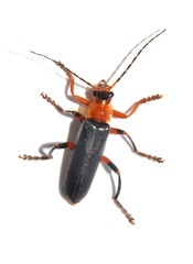 Zhuk-fireman.Cantharidae