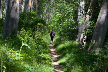 mujer caminando por un camino entre arboles en el bosque