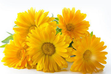 calendula