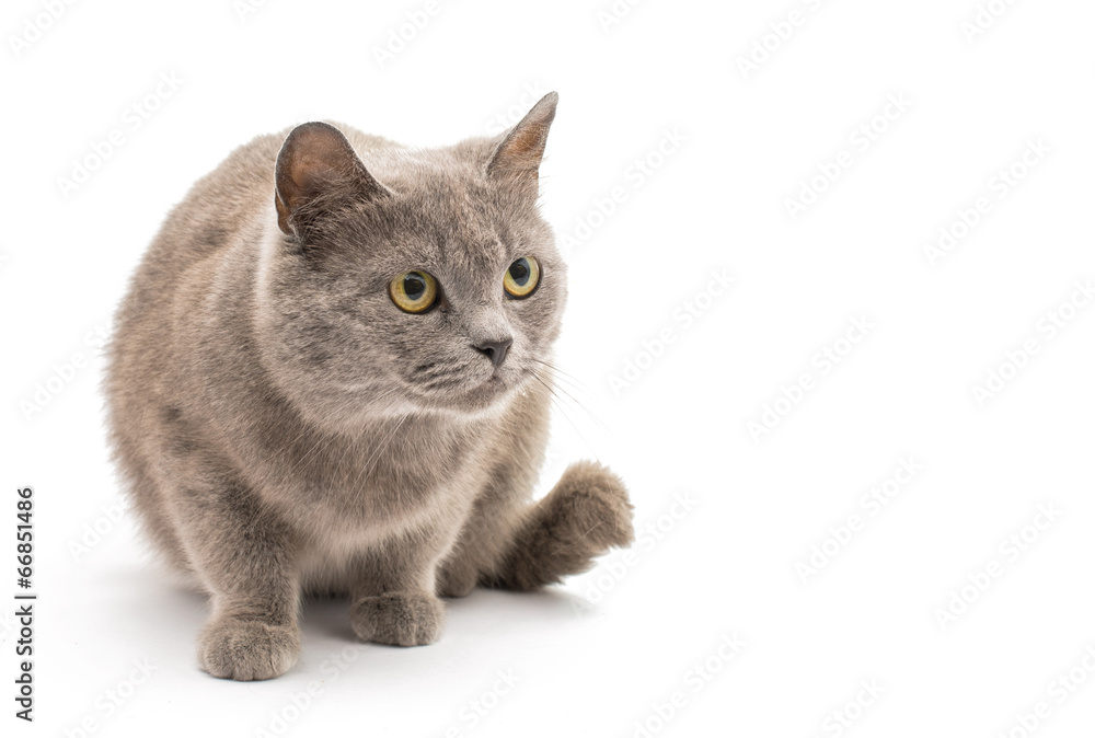 Poster gray cat isolated