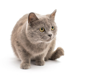 gray cat isolated