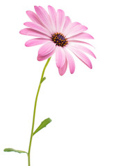White and Pink Osteospermum Daisy or Cape Daisy Flower © ksena32
