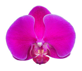 Fototapeta na wymiar large dark pink orchid flower on white
