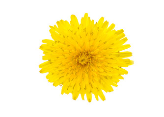 dandelion flower isolated