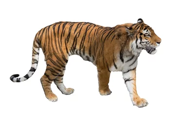Photo sur Aluminium Tigre isolé sur blanc grand tigre
