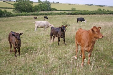 cattle in a field