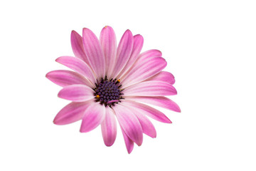 Fototapeta premium White and Pink Osteospermum Daisy or Cape Daisy Flower