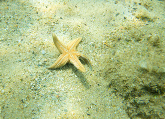 Starfish