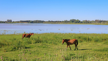 Chevaux Réserve Parc national de Doñana Donana