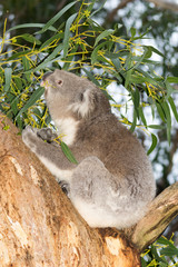 Koala in tree Portrait