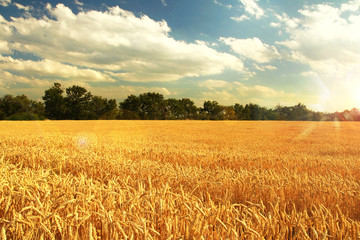 Naklejka premium wheat field sunset