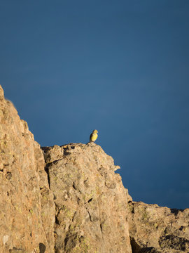Kanarienvogel im Gebirge Gran Canarias