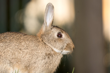 Rabbit close up