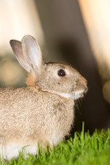 Rabbit close up portrait