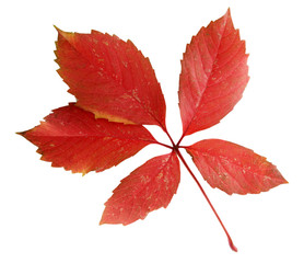 bright autumn leaf, isolated on white