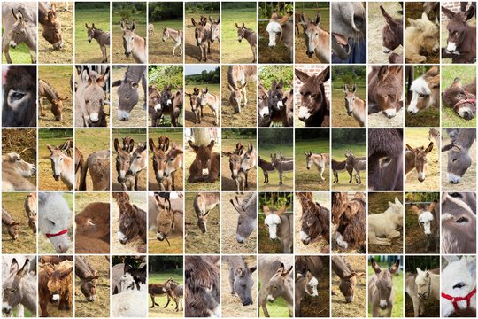 collages de photos d'anes ânes