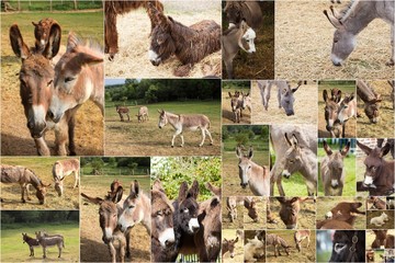 collages de photos d'anes ânes