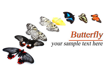 Beautiful butterflies, isolated on white