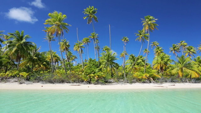 tropical island, palm trees and white sand