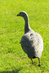 Cape barren goose Portrait