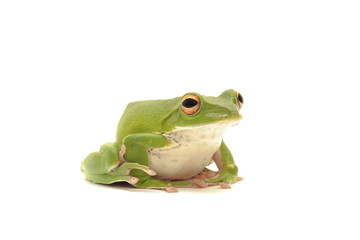 モリアオガエル