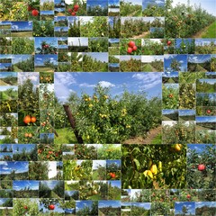 collage photos de vergers de poires et de pommes