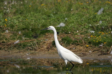 Aigrette garzette (egretta garzeta)